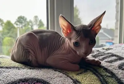 chat SPHYNX, View more