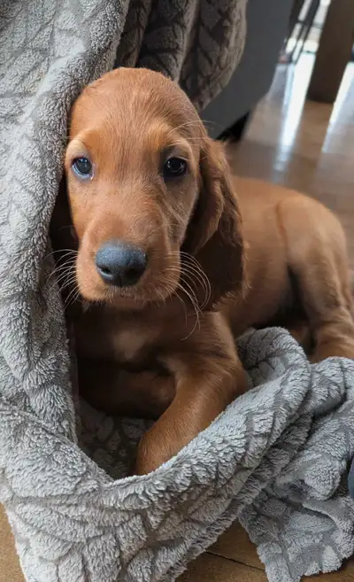 Beautiful Irish setter male puppy-only one!, View more