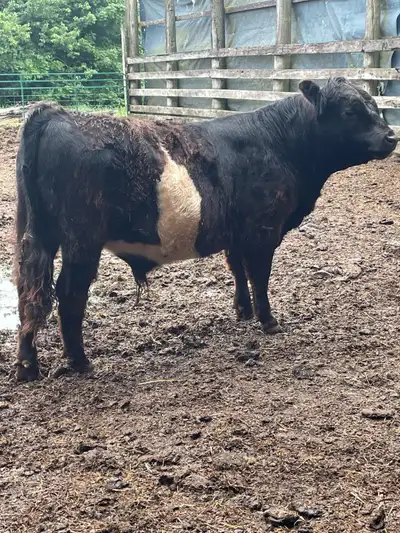 Belted Galloway Bull , View more