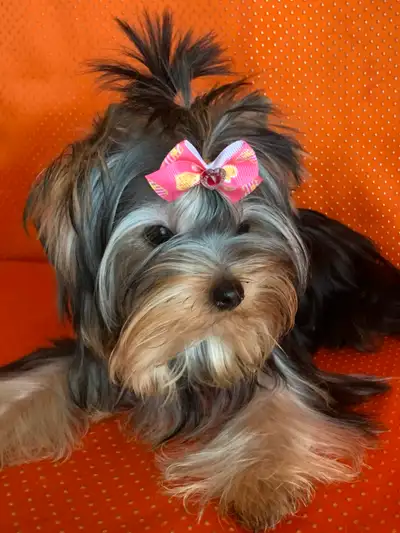 Yorkshire terrier tiny female , View more