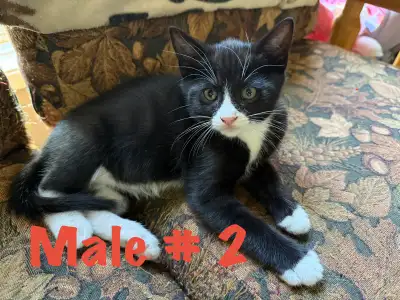 kittens for sale, View more