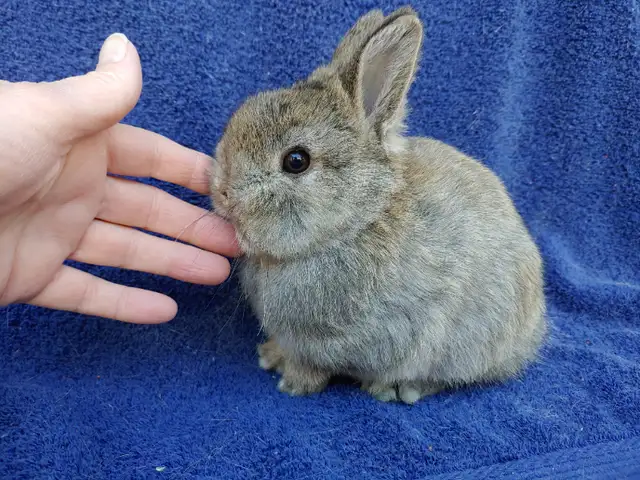 EXTRAORDINARY NETHERLAND DWARF, HOLLAND LOP, MINI REX, LIONHEAD in Small Animals for Rehoming in Cornwall - Image 9