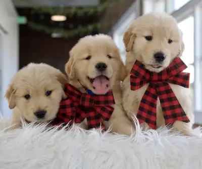 Golden Retriever pret a partir, View more