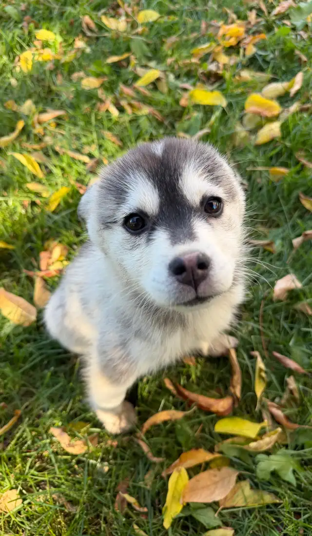 Pomsky Puppies | Dogs & Puppies for Rehoming | Winnipeg | Free local ...