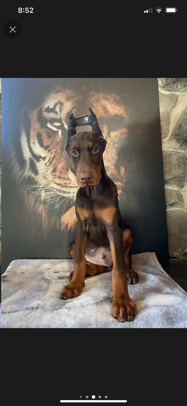 European Doberman Puppies!  1 Female available! in Dogs & Puppies for Rehoming in Edmonton - Image 5