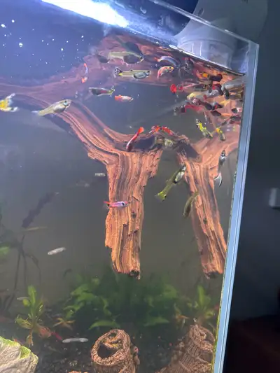 I'm selling a vibrant collection of aquarium fish, including a variety of colourful guppies and othe...