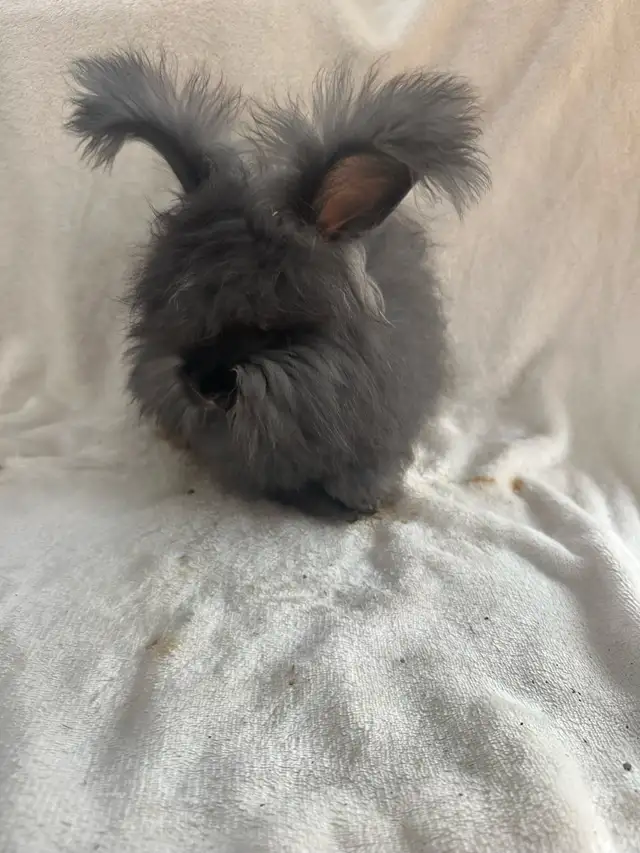 Purebred partially pedigreed English angora in Small Animals for Rehoming in Vernon - Image 3