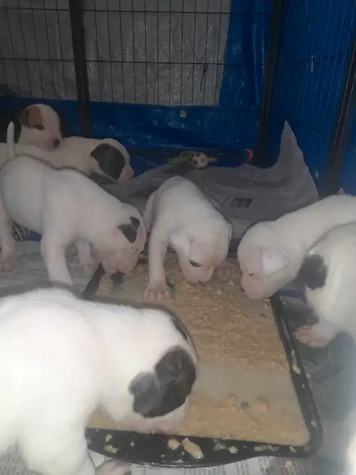 Puppies were born May 20th and will be ready to go july 15th this is mom's first litter she had 11 S...