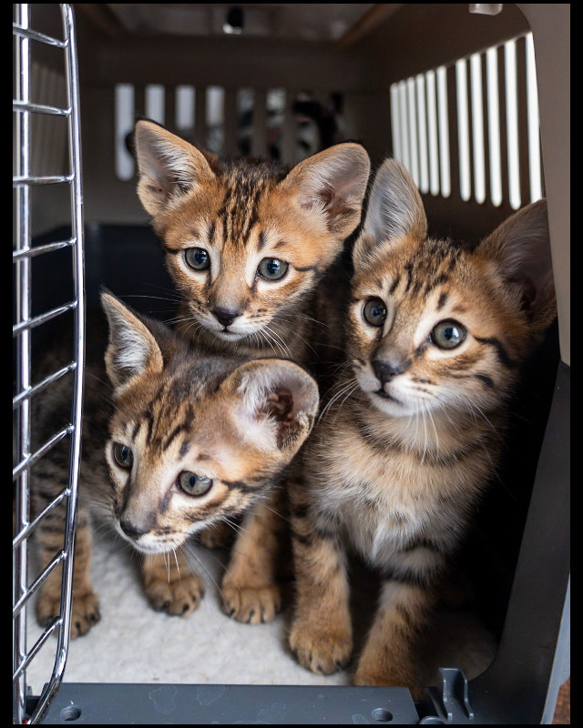 Savannah Kittens in Cats & Kittens for Rehoming in Vancouver
