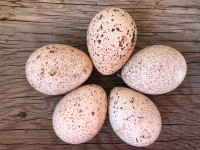 EGGS- Cayuga duck , Bronze heritage Turkey , buff laced polish