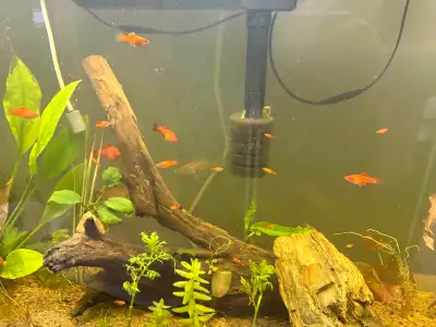 orange swordtails , View more