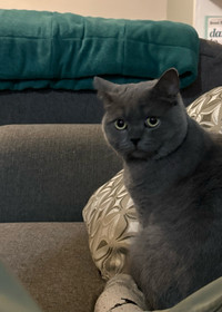 British Shorthair