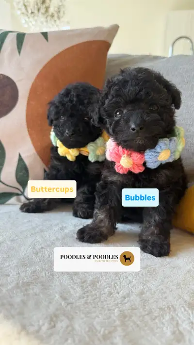F1B Poodle x Chipoo - Estimate 8lbs, View more