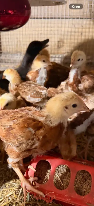 3 week old…. 10$ each Millet $10 each Do not require heat