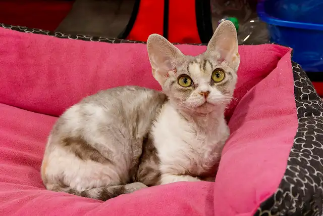 Ottawa Cat Show561546786673807365