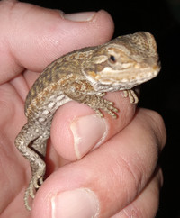 Young Bearded Dragon