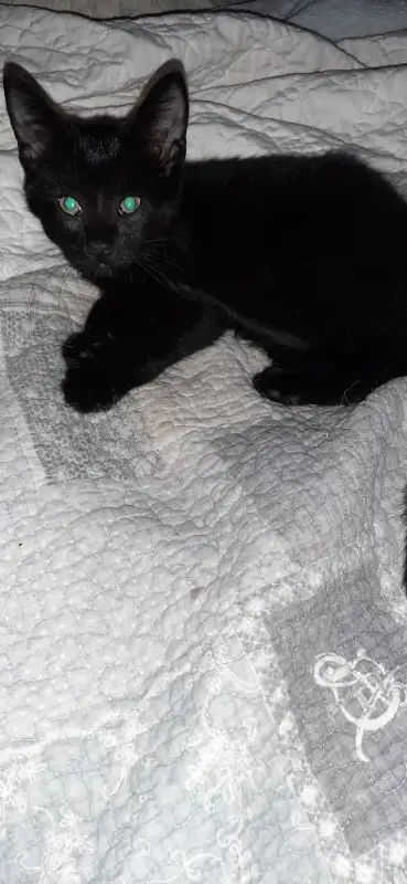 Bonjour nous avons un chaton femelle noire... Elle est toute douce enjouée et ronronneuse.... Elle m...