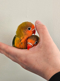 Handfed  Fischer Lovebirds 