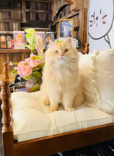 Cream Cake – Rare British Longhair Boy Looking for a Loving Home Cream Cake is a truly unique and pr...