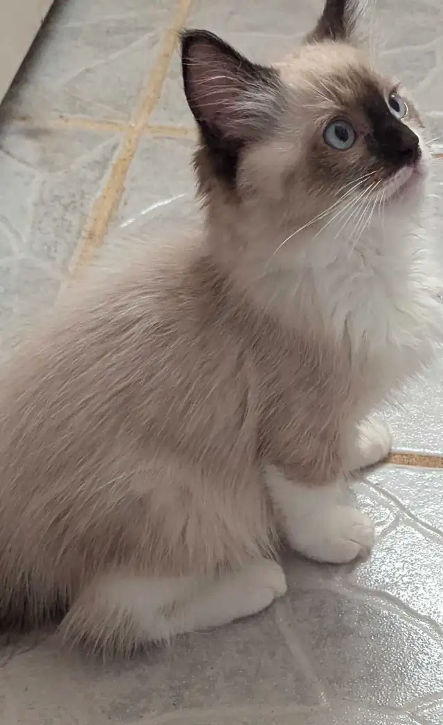 Ragdoll female kitten Tica registered(Bluenoserags) in Cats & Kittens for Rehoming in Moncton - Image 7