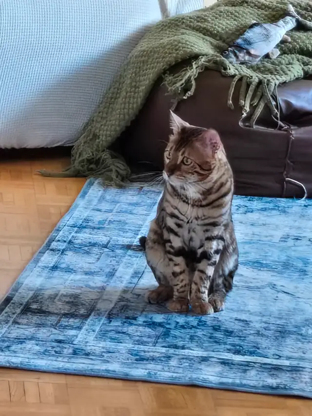chaton  highland lynx et bengal in Cats & Kittens for Rehoming in Longueuil / South Shore - Image 10