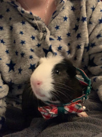 10 month old male Guinea Pig with all supplies for good home