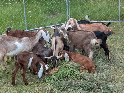 Prices start at 250 Only girls left. Registered nubians are $400 for kids. Only dry goats left. I ha...