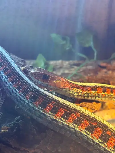 in search of Garter Snakes, View more