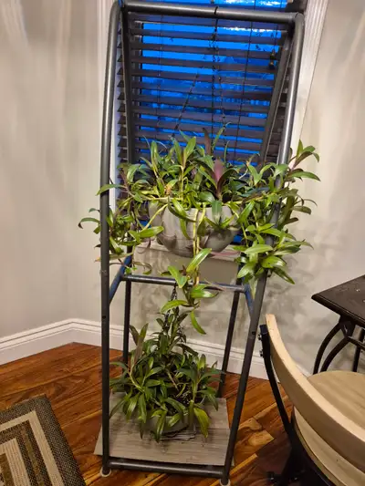 Indoor plant/ oyster plant/ moses in craddle/ wandering jew, View more