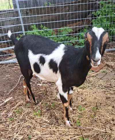 Beautiful registered dry yearling doe available from clean herd. Has potential to develop a beautifu...