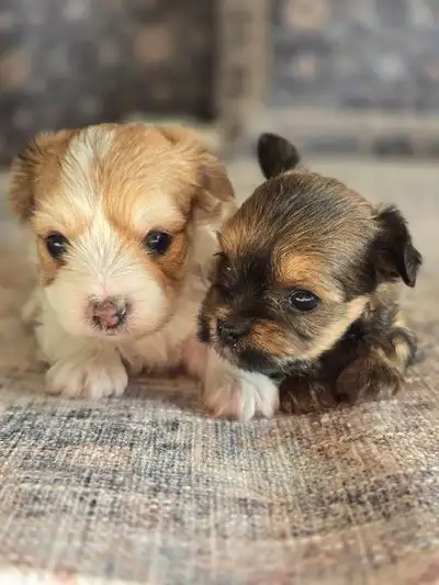 Purebred Biewer Yorkshire Terriers Puppy, View more