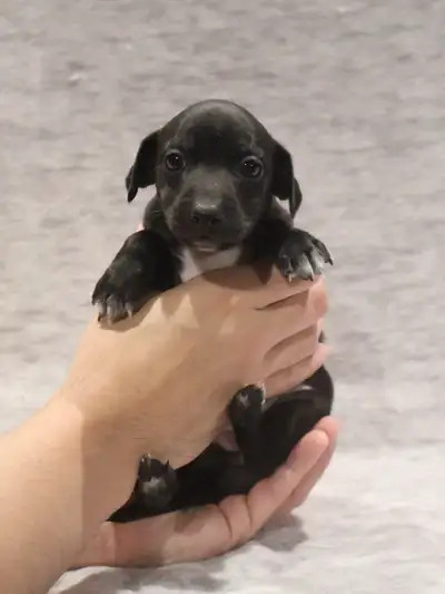 CKC Registered Italian Greyhound Puppies, View more