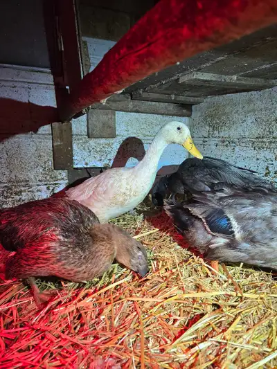 Ducks for sale, View more