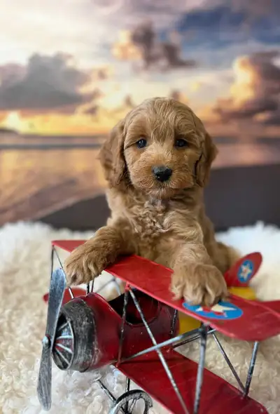 Cockapoo Puppies , View more