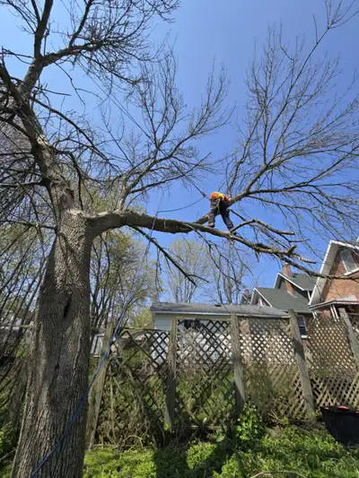 I'm a Fleming arboriculture (arborist) student, with 5 years prior experience, looking to make extra...