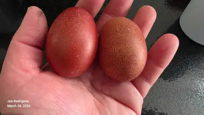 Marans hatching Eggs, View more