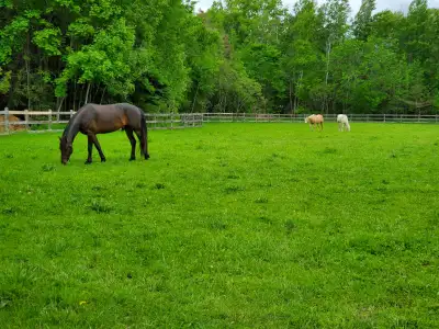 Affordable Outdoor horse and mini board (Innisfil area), View more