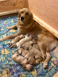 *UPDATE* Pure Bred Golden Retriever Puppies Ready April 2024