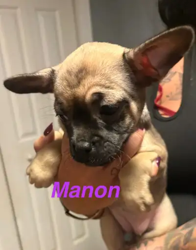 Chiots à vendre (Bullhuahua), View more