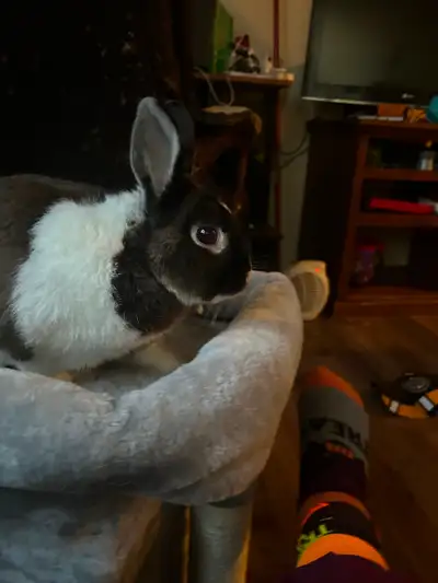 I have a Dwarf bunny that I’m pretty sure is a male. Their name is Daisy(thought it was a female whe...