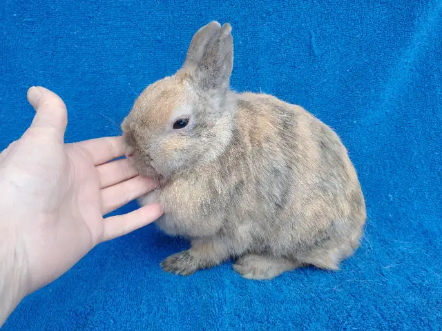 EXTRAORDINARY Netherland dwarf, Holland lop, mini rex, lionhead in Small Animals for Rehoming in Thunder Bay - Image 11
