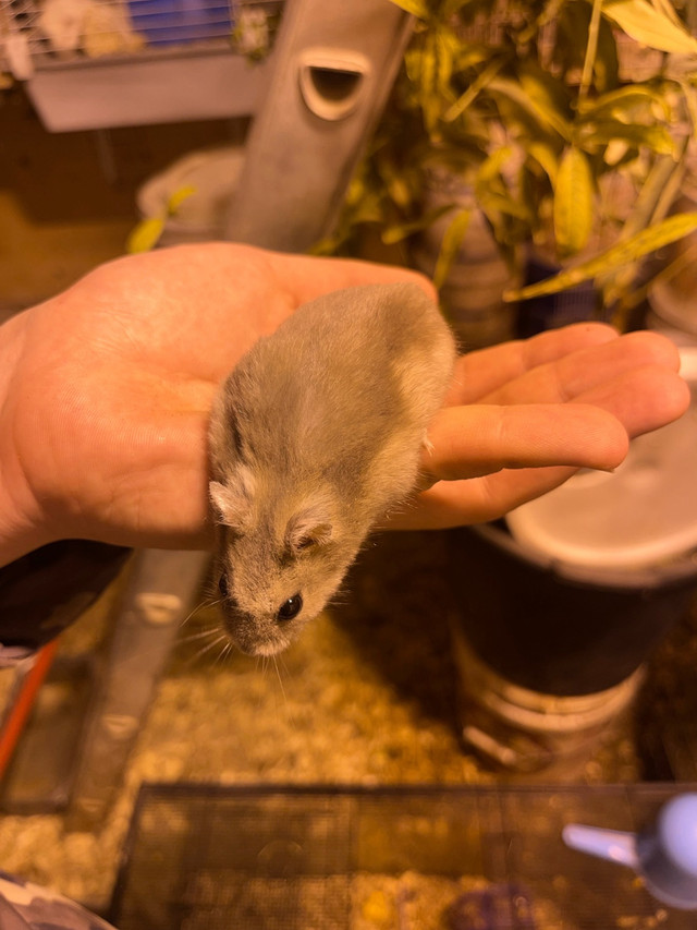 Hamster à vendre dans Autres animaux à adopter  à Longueuil/Rive Sud - Image 2