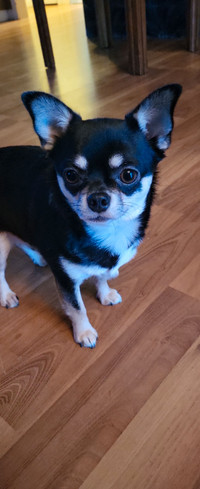 Pure Bred Apple Head Chihuahua (On Hold)