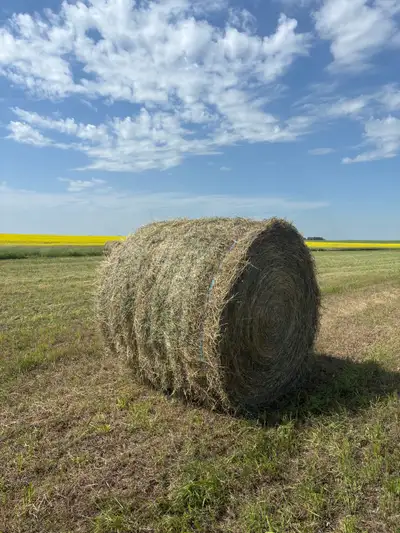 2026 first cut alfalfa bales. 5x6 rounds. Baled dry with zero rain before baling. 31 bales available...
