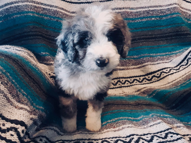 Bernedoodles !! Smaller puppies, SALE !!! in Dogs & Puppies for Rehoming in Penticton