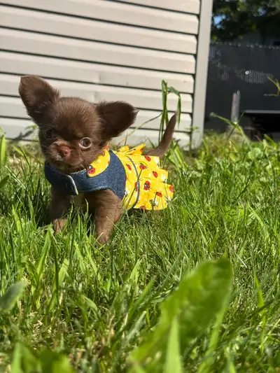 2 petites femelles chihuahua chocolat poil long enr ckc, View more