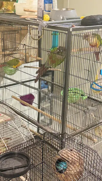 Parrot for sale with cage, View more