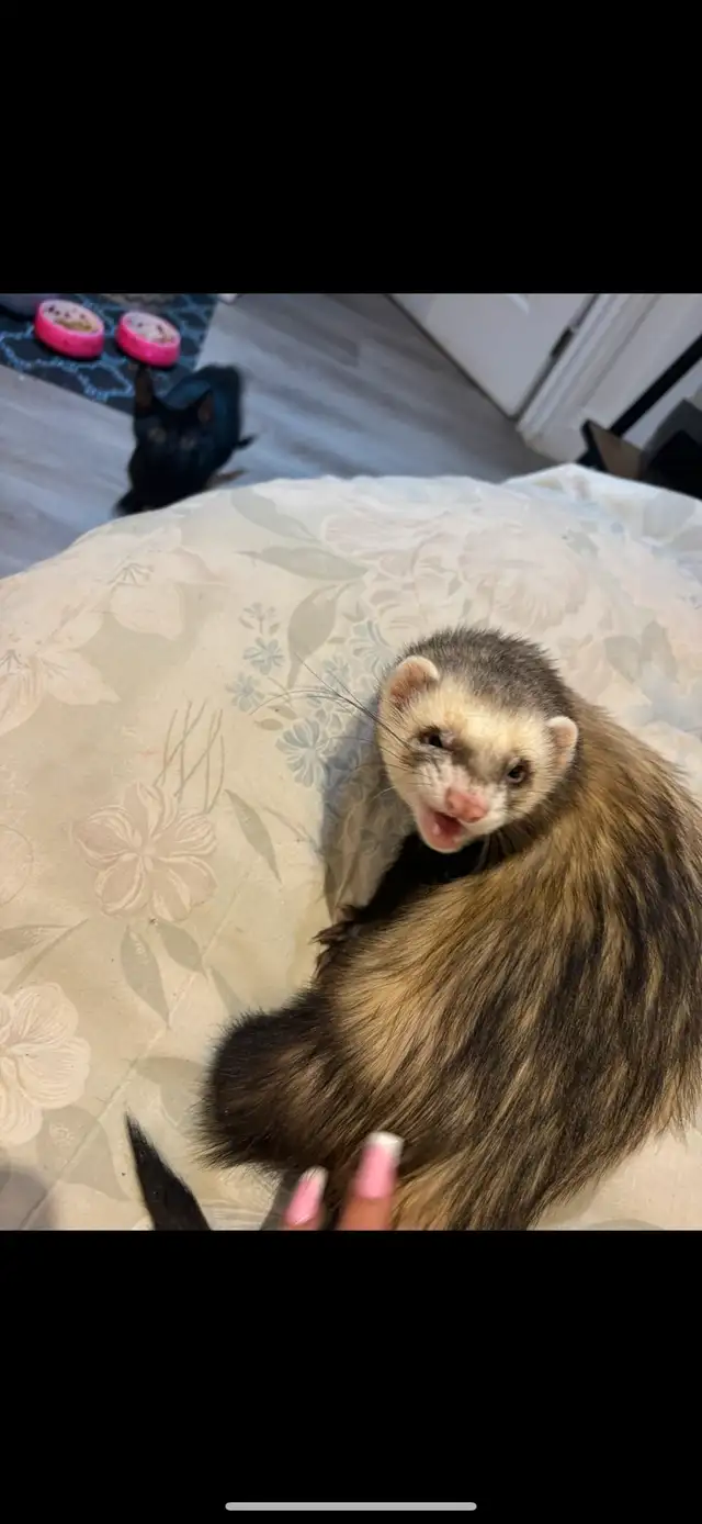 Male Ferret in Small Animals for Rehoming in Markham / York Region - Image 5