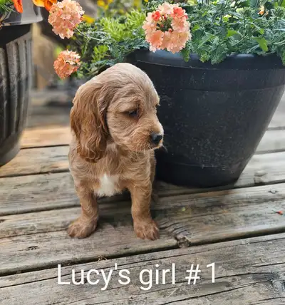 Adorable cockapoo puppies, View more