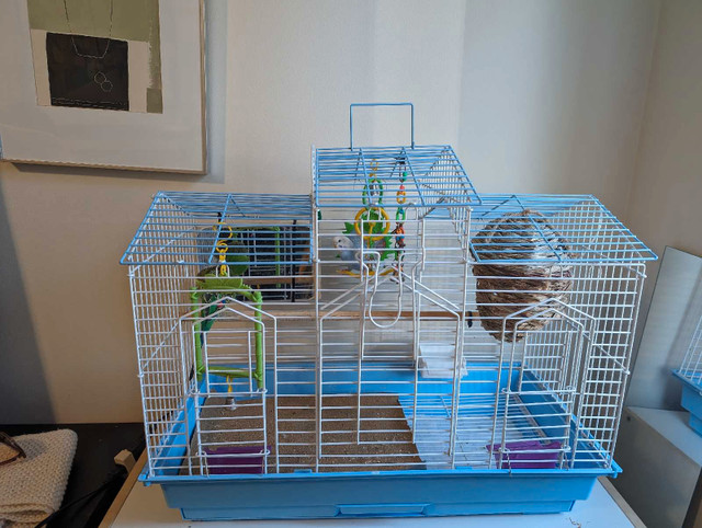 2 budgies with cage and accessories for rehoming  in Birds for Rehoming in North Shore - Image 2
